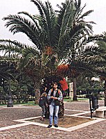 Palmenallee von La Spezia